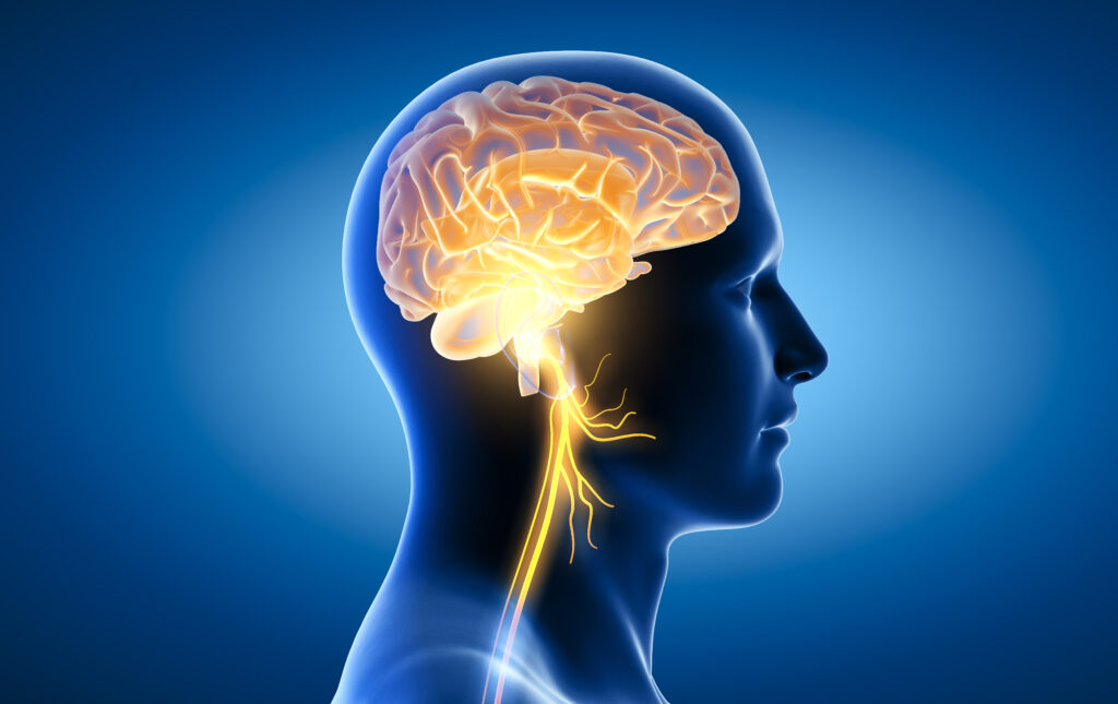 Brain with active vagus nerve showing relation to Functional Neurological Disorder